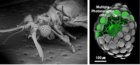 곤충 겹눈구조·초파리 비행 모방한 차세대 디지털 기기들