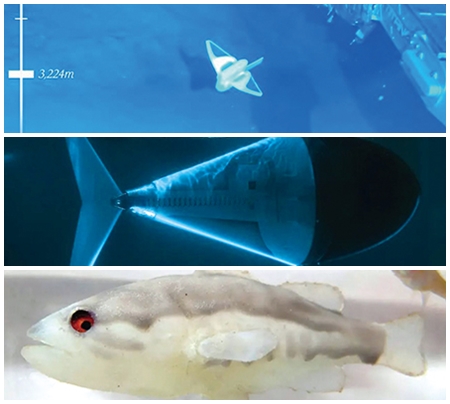 외래종 억제까지 척척… 로봇 물고기의 진화 “우리도 ‘레벨 업’ 하고 있다고!”