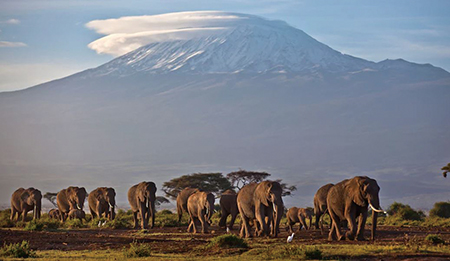 코끼리에겐 ‘기후 위기’가 밀렵보다 더 위험하다