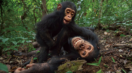 10대 침팬지의 ‘인내심’, 청소년보다 강하다