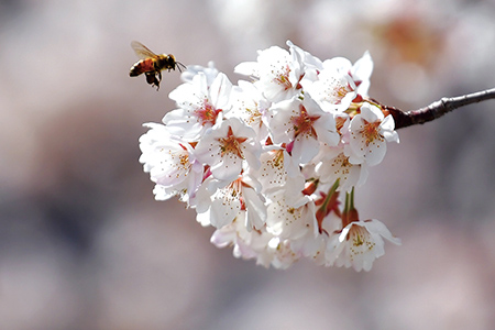 꿀벌 지키는 스마트 벌통·신품종 꿀벌… 꿀벌 실종 막는 방법은?