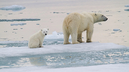 북극곰, 1년에 137일 굶는다…