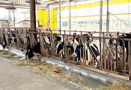 소에게 감염되는 ‘럼피스킨병’ 확산 국내 축산농가 비상