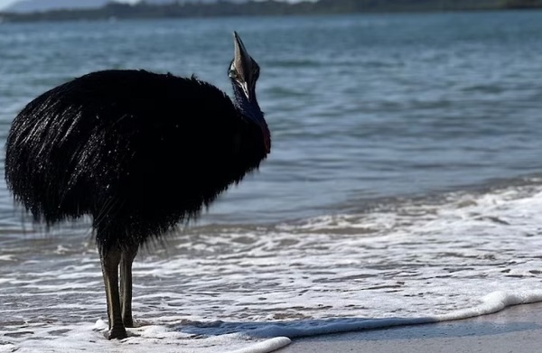 세계에서 가장 위험한 새 ‘화식조’, 호주 해변에서 발견돼