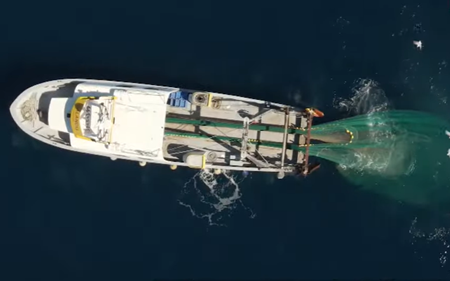 프랑스, ‘돌고래 보호’ 위해 한 달간 대서양 어업 금지… 어민들은 반발