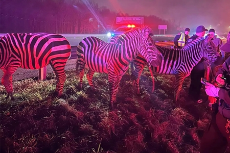 고속도로에서 서커스단 차량 화재… 얼룩말과 낙타를 구하라!