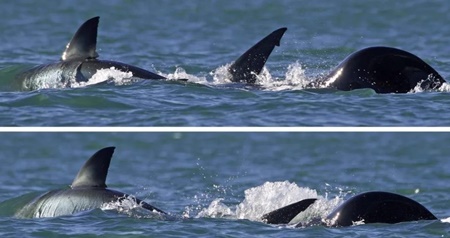 2분 만에 백상아리 단독 사냥한 범고래… “생태계 변화 부를 수도”
