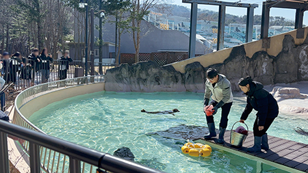 물개와 물범은 무엇이 다른가요?... 서울대공원 ‘물범 친구들을 소개합니다!’