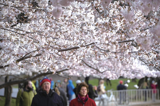 워싱턴 벚꽃, 평년보다 일찍 활짝