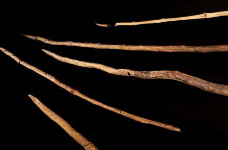 [오늘의 뉴스]석기시대 사람들, ‘나무’로 정교한 도구 만들어서 썼다?