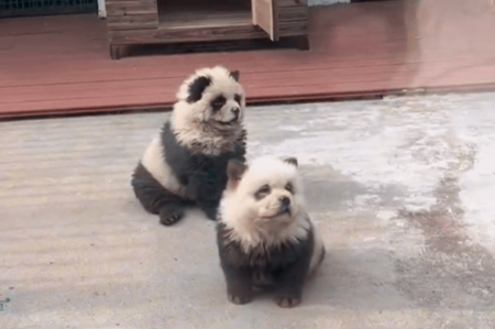 [오늘의 뉴스]관광객 늘리려고 강아지를 판다처럼 염색한 중국 동물원… “동물 학대” 지적