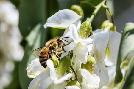 꿀벌도 건강하려면 편식하지 않고 다양하게 ‘냠냠∼’