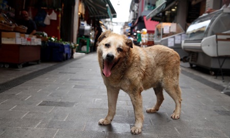 [오늘의 뉴스]동물 사랑하는 튀르키예, ‘떠돌이 개’ 안락사 법안에 시끌