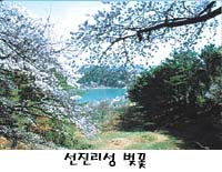관광공사 ‘봄꽃길’ 5곳 선정