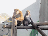 [동물 백과사전]히말라야 원숭이(Rhesus Macaque)