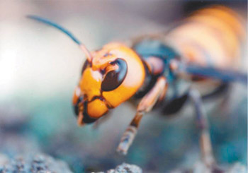 [저학년 뉴스]꿀벌, 열-이산화탄소 뿜어내 장수말벌 죽인다