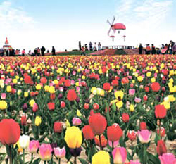 [뉴스 브리핑]300만 송이 튤립 꽃밭에 풍덩