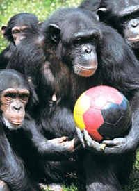 [뉴스 브리핑]침팬지 “우린 옆 동네 애들과 달라, 끽끽”