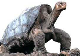 [뉴스 쏙 시사 쑥]‘진화론의 아버지’ 다윈이 사랑한 거북