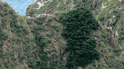 [뉴스 브리핑]독도 지켜온 ‘사철나무’ 천연기념물 된다