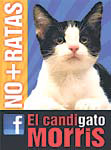 [뉴스 브리핑]멕시코 고양이 “시장 되겠다” 나서