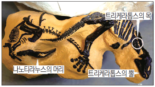[뉴스 브리핑]공룡 희귀 화석, 싸우다가 죽었나?