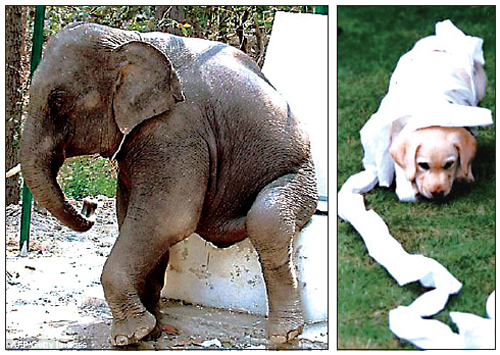[뉴스 브리핑]코끼리와 강아지, 화장실에 가면 누가 더 오래 걸릴까?