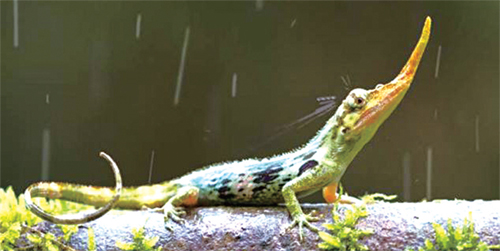 [뉴스 브리핑]멸종위기 ‘피노키오 도마뱀’ 발견
