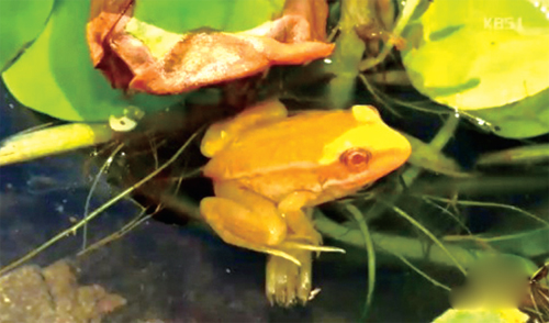 [뉴스 브리핑]충남 아산서 ‘황금개구리’ 발견