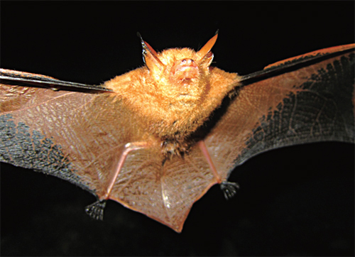 [뉴스 브리핑]멸종위기 ‘황금박쥐’ 내장산에서 발견