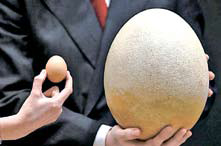 [뉴스 브리핑]8400만 원짜리 새알