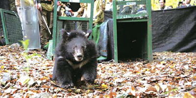 [뉴스 브리핑]새끼 곰 3마리 자연의 품으로