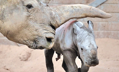 [뉴스 브리핑]“무럭무럭 자라라” 슈퍼 아기 코뿔소