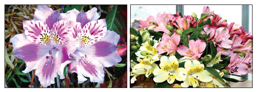 [뉴스 브리핑]11월의 꽃은 ‘알스트로메리아’