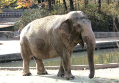 [뉴스 브리핑]서울대공원 코끼리 똥 종이된다