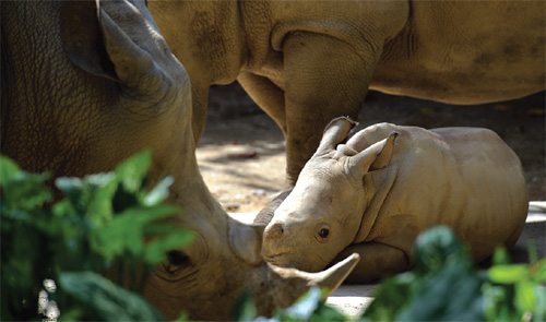 [월드 뉴스]‘초롱초롱’ 아기 코뿔소