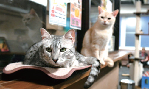 [어동 찬반토론]일본 고양이 카페 영업시간 연장 논란