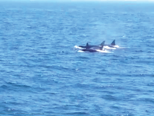 [뉴스 브리핑]범고래 무리, 남해에 나타나
