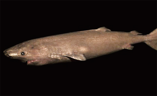 [뉴스 브리핑]가장 오래 사는 척추동물 ‘그린란드상어’