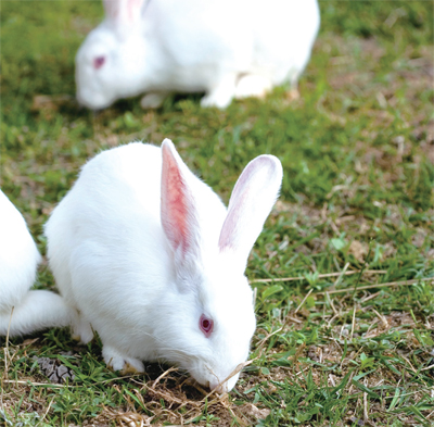 [뉴스 브리핑]서울대공원, 토끼 먹이주기 중단