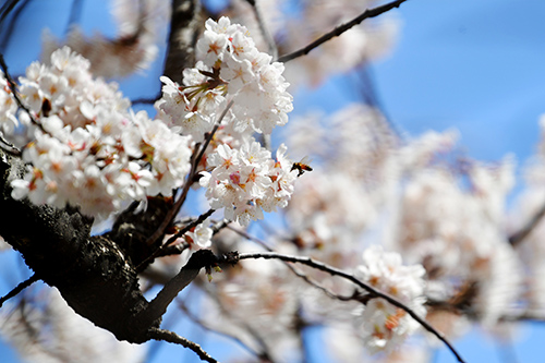 한국의 토종 벚나무는 어떤 종? ...벚꽃 독립을 위하여!