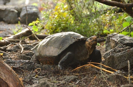 갈라파고스 제도에서 100년 전 멸종한 줄 알았던 거북 발견