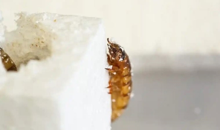 스티로폼 먹는 애벌레… 쓰레기 문제 해결할까?