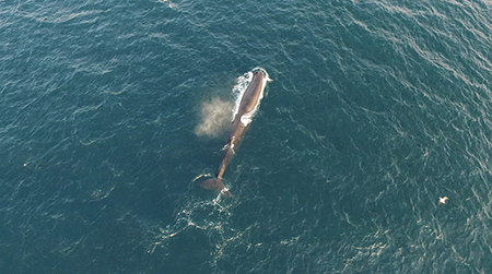 흑범고래·향고래·범고래… 동해에서 고래 떼 무더기 포착