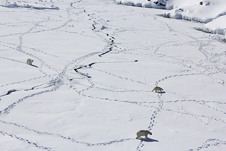 해빙 줄어들자 생존 방식 바꾸고 있는 북극곰들