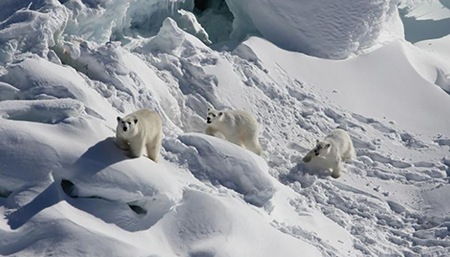 사냥터·먹잇감 바꾸며 사투 벌이는 북극곰들… “뜨거워지는 지구에서 우리를 구해주세요”