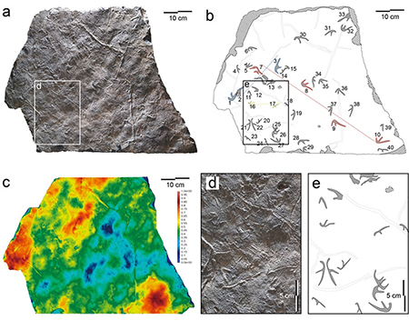 익룡의 무리 생활 입증하는 발자국 화석, 전남서 발견