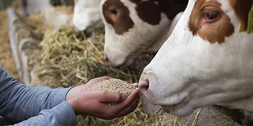 가축 ‘고급사료’, 식량으로 바꾸면 10억 인구 식량난 해결 가능?