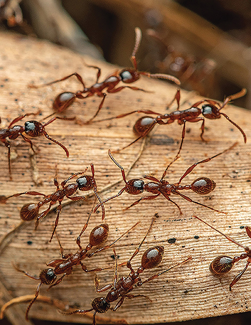 지구상에 2경 마리 존재하는 개미… 농사짓고 나무 의사 역할도