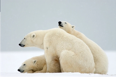 인간 거주지 향하는 ‘북극곰’… 캐나다, 경보 체계 도입